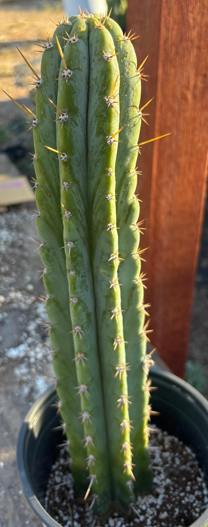#EC353 EXACT Trichocereus Peru James X Colossus Cactus 14.5”-Cactus - Large - Exact-The Succulent Source