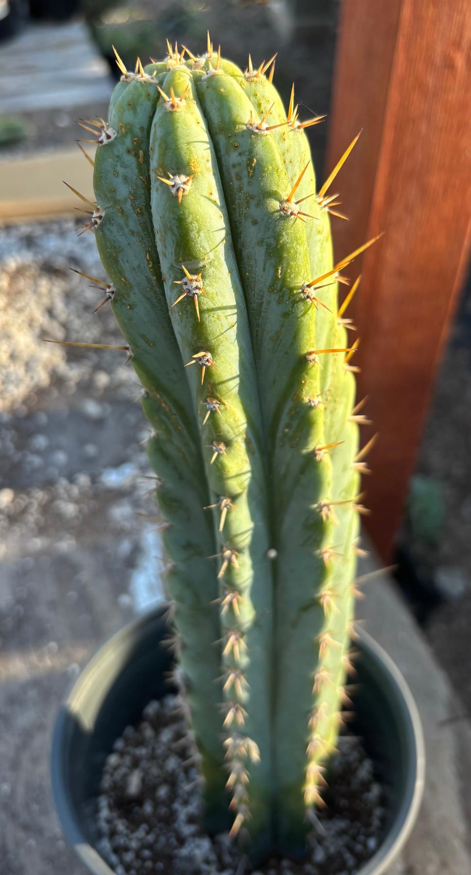 #EC353 EXACT Trichocereus Peru James X Colossus Cactus 14.5”-Cactus - Large - Exact-The Succulent Source