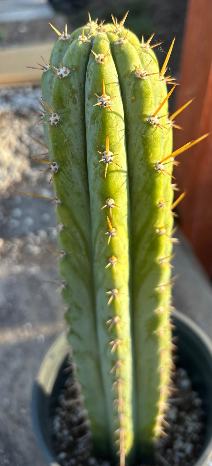 #EC353 EXACT Trichocereus Peru James X Colossus Cactus 14.5”-Cactus - Large - Exact-The Succulent Source
