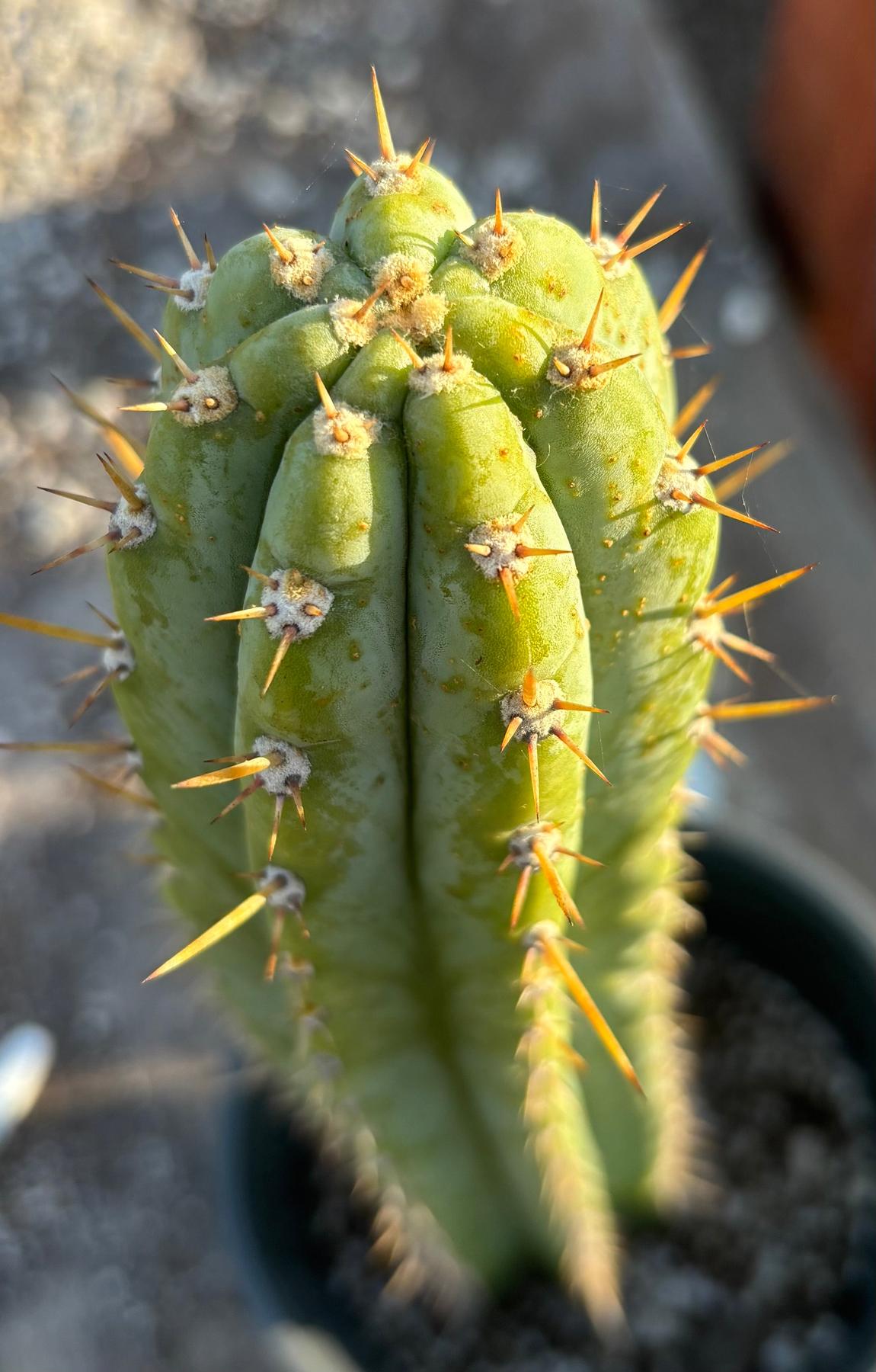 #EC353 EXACT Trichocereus Peru James X Colossus Cactus 14.5”-Cactus - Large - Exact-The Succulent Source