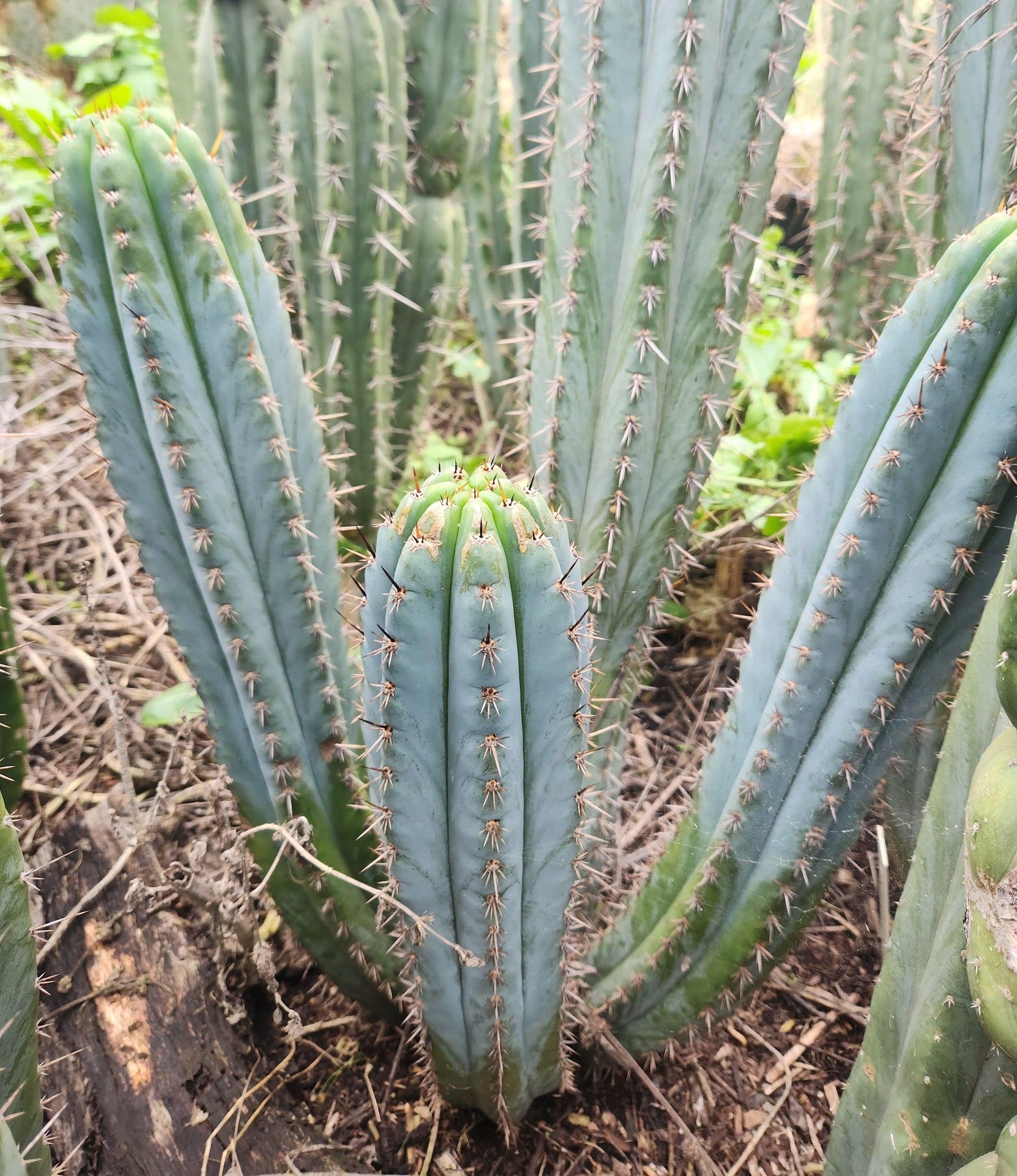 #EC354 EXACT Trichocereus Cactus Cutting 8"-Cactus - Large - Exact-The Succulent Source