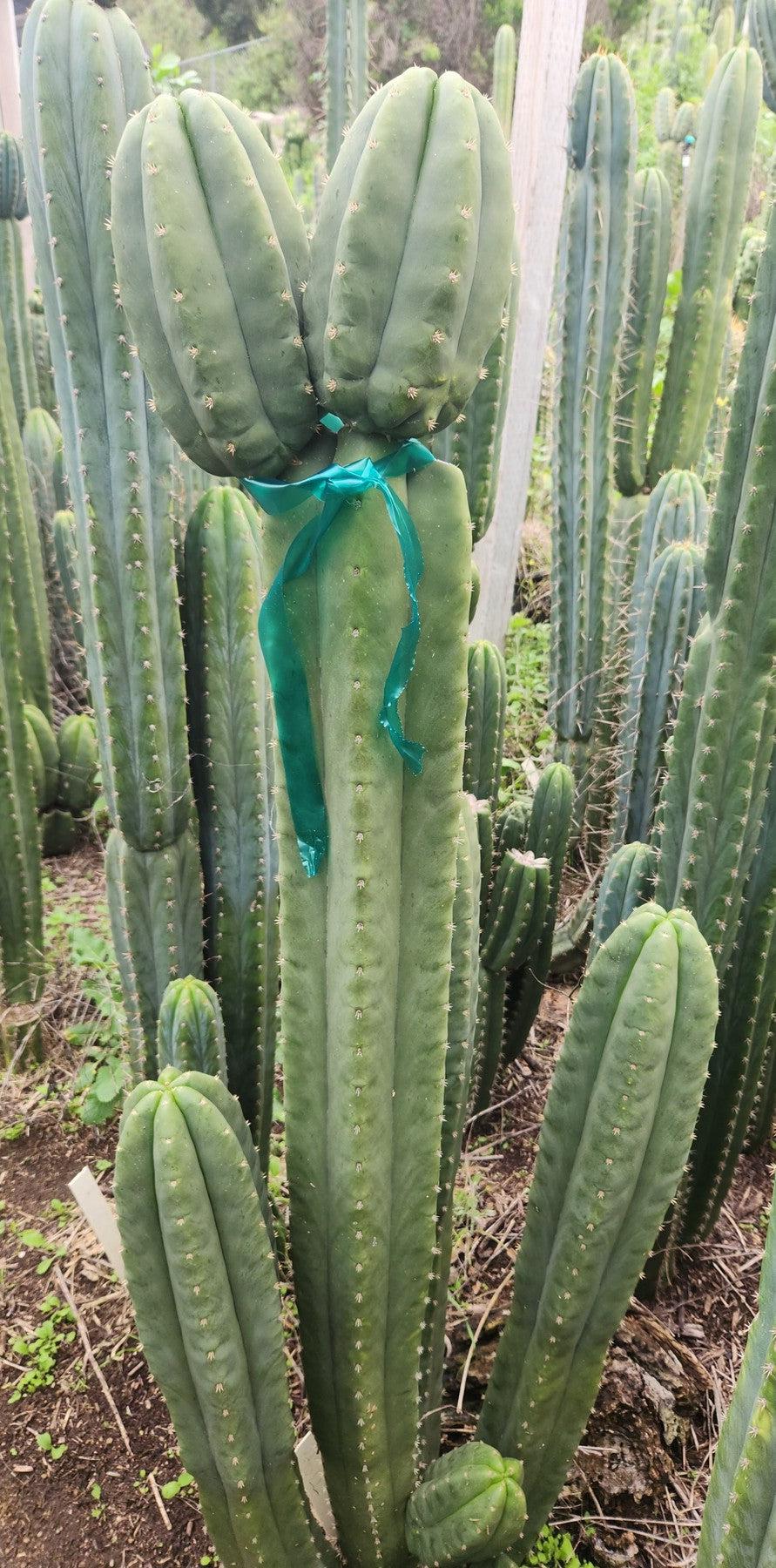 #EC355 EXACT Trichocereus Lost Label Cactus Cutting 8"-Cactus - Large - Exact-The Succulent Source