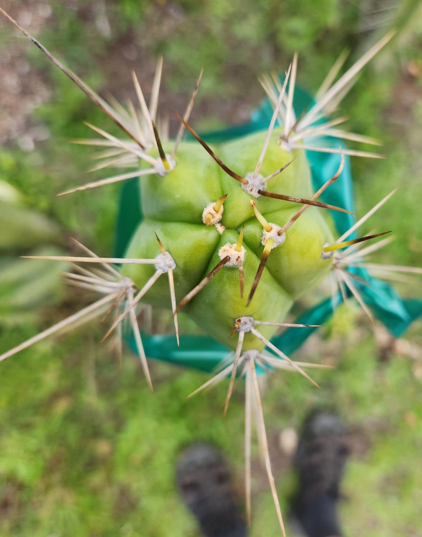 #EC356 EXACT Trichocereus SPINY Cactus Cutting 10"-Cactus - Large - Exact-The Succulent Source