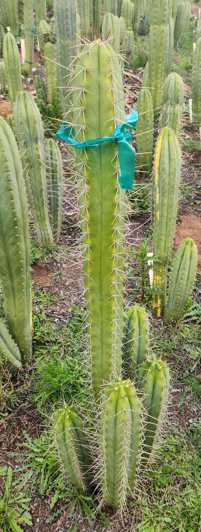 #EC356 EXACT Trichocereus SPINY Cactus Cutting 10"