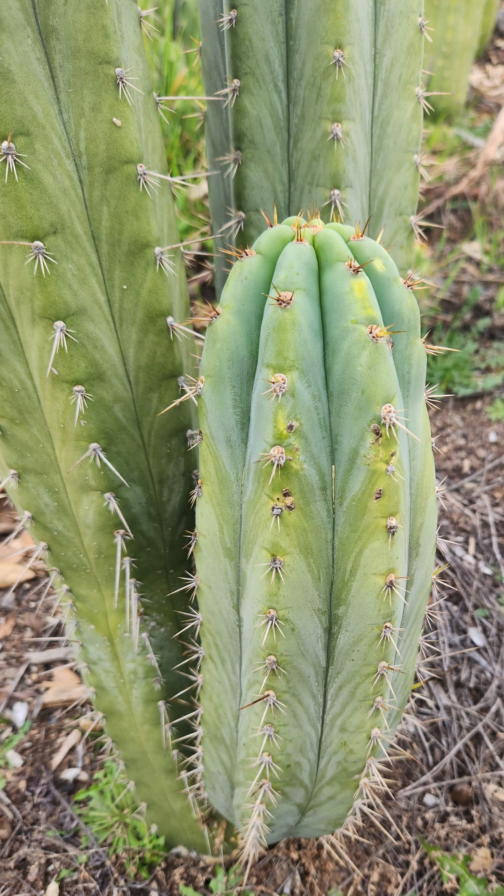 #EC357 EXACT Trichocereus Peruvianus Blue Peru 3 BP3 Cactus Cutting 8"-Cactus - Large - Exact-The Succulent Source