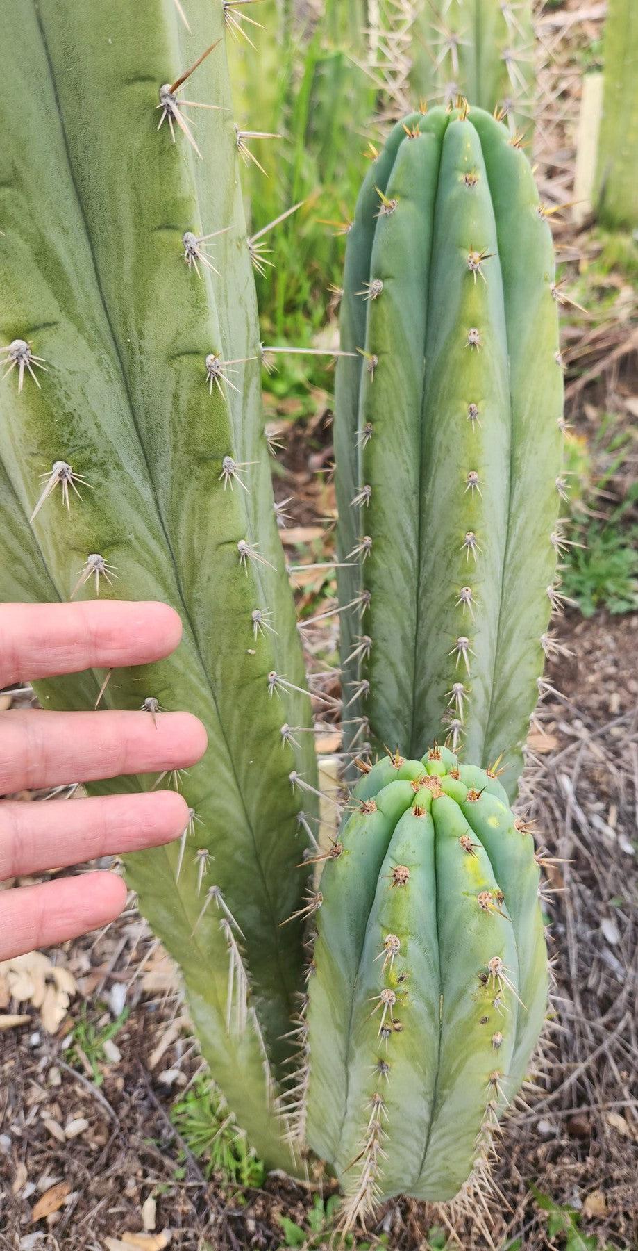 #EC357 EXACT Trichocereus Peruvianus Blue Peru 3 BP3 Cactus Cutting 8"-Cactus - Large - Exact-The Succulent Source