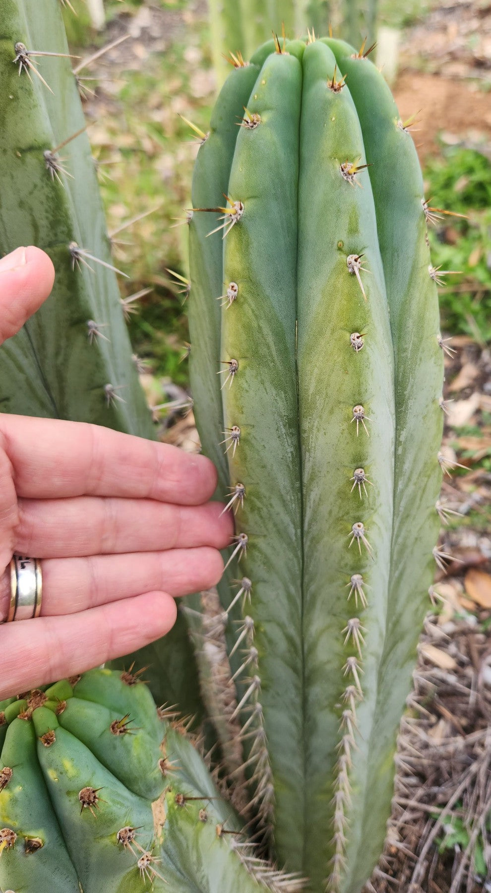 #EC357 EXACT Trichocereus Peruvianus Blue Peru 3 BP3 Cactus Cutting 8"-Cactus - Large - Exact-The Succulent Source