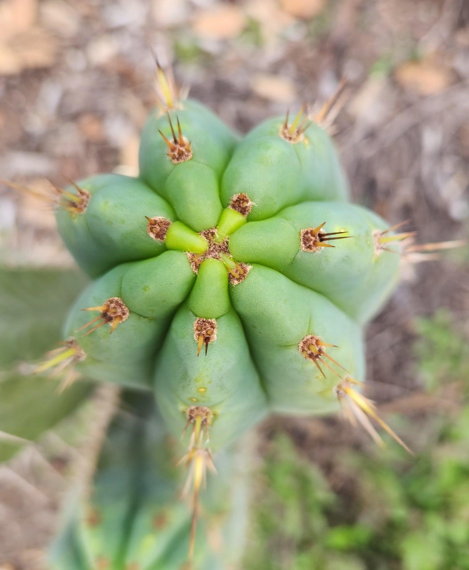 #EC357 EXACT Trichocereus Peruvianus Blue Peru 3 BP3 Cactus Cutting 8"-Cactus - Large - Exact-The Succulent Source