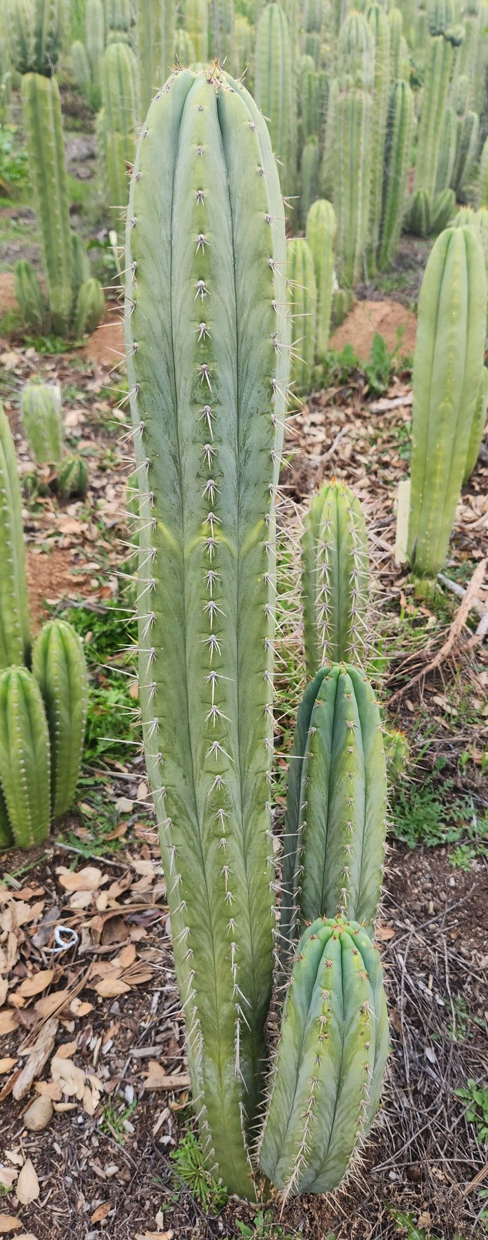 #EC357 EXACT Trichocereus Peruvianus Blue Peru 3 BP3 Cactus Cutting 8"-Cactus - Large - Exact-The Succulent Source