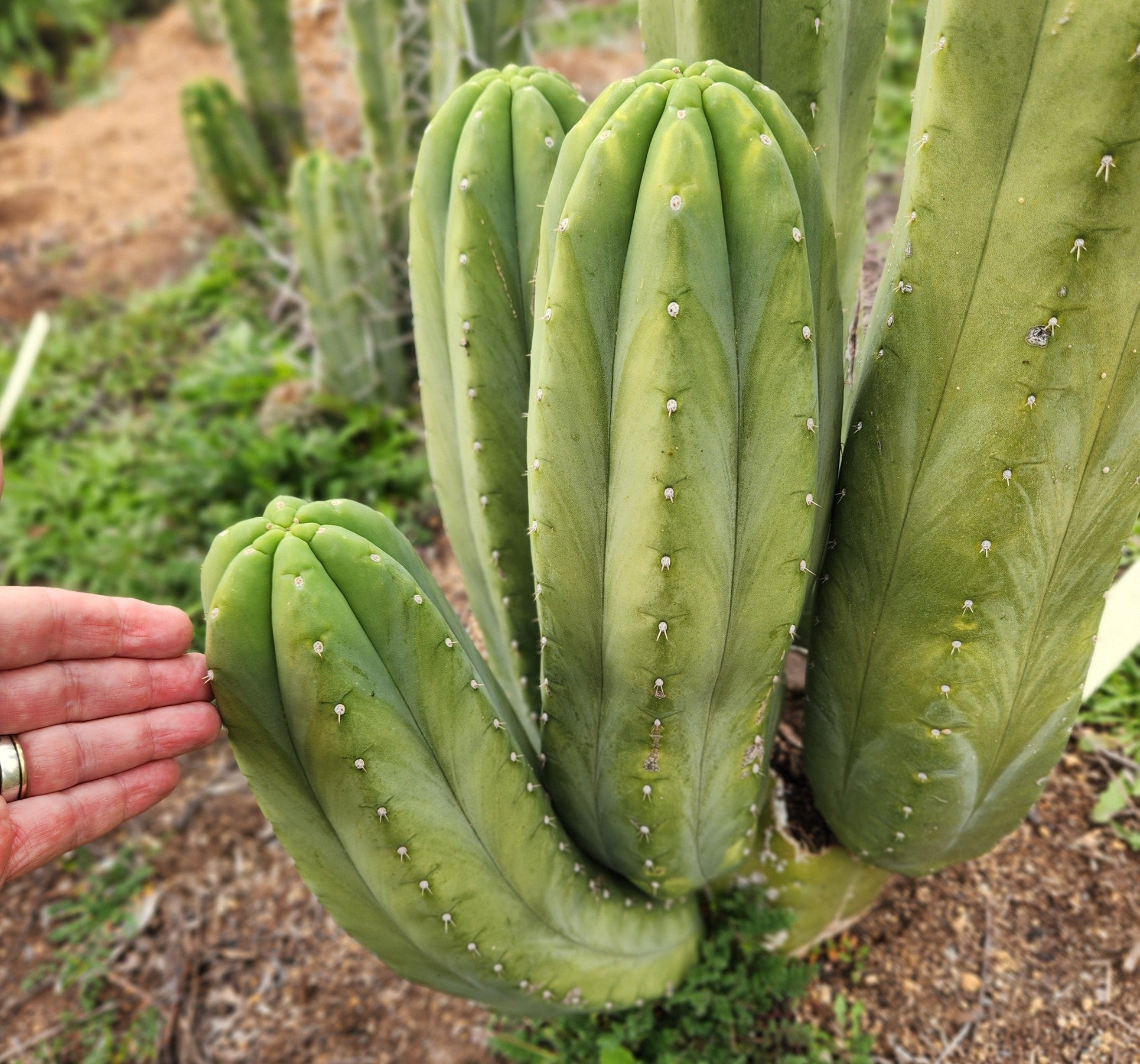 #EC358 EXACT Trichocereus Pachanoi "Pierre" Cactus Cutting 8"-Cactus - Large - Exact-The Succulent Source