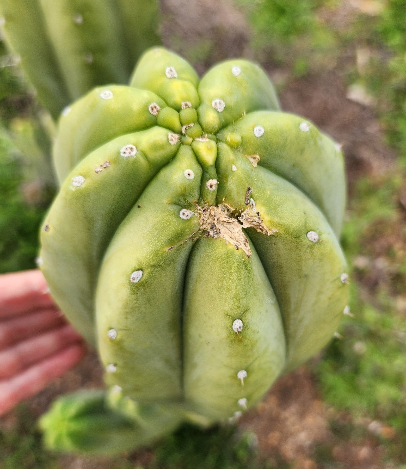 #EC358 EXACT Trichocereus Pachanoi "Pierre" Cactus Cutting 8"-Cactus - Large - Exact-The Succulent Source