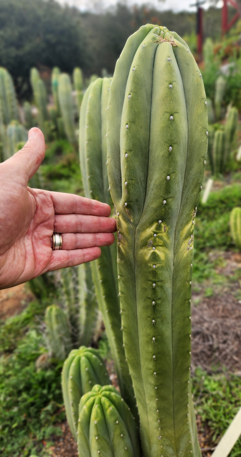 #EC358 EXACT Trichocereus Pachanoi "Pierre" Cactus Cutting 8"-Cactus - Large - Exact-The Succulent Source