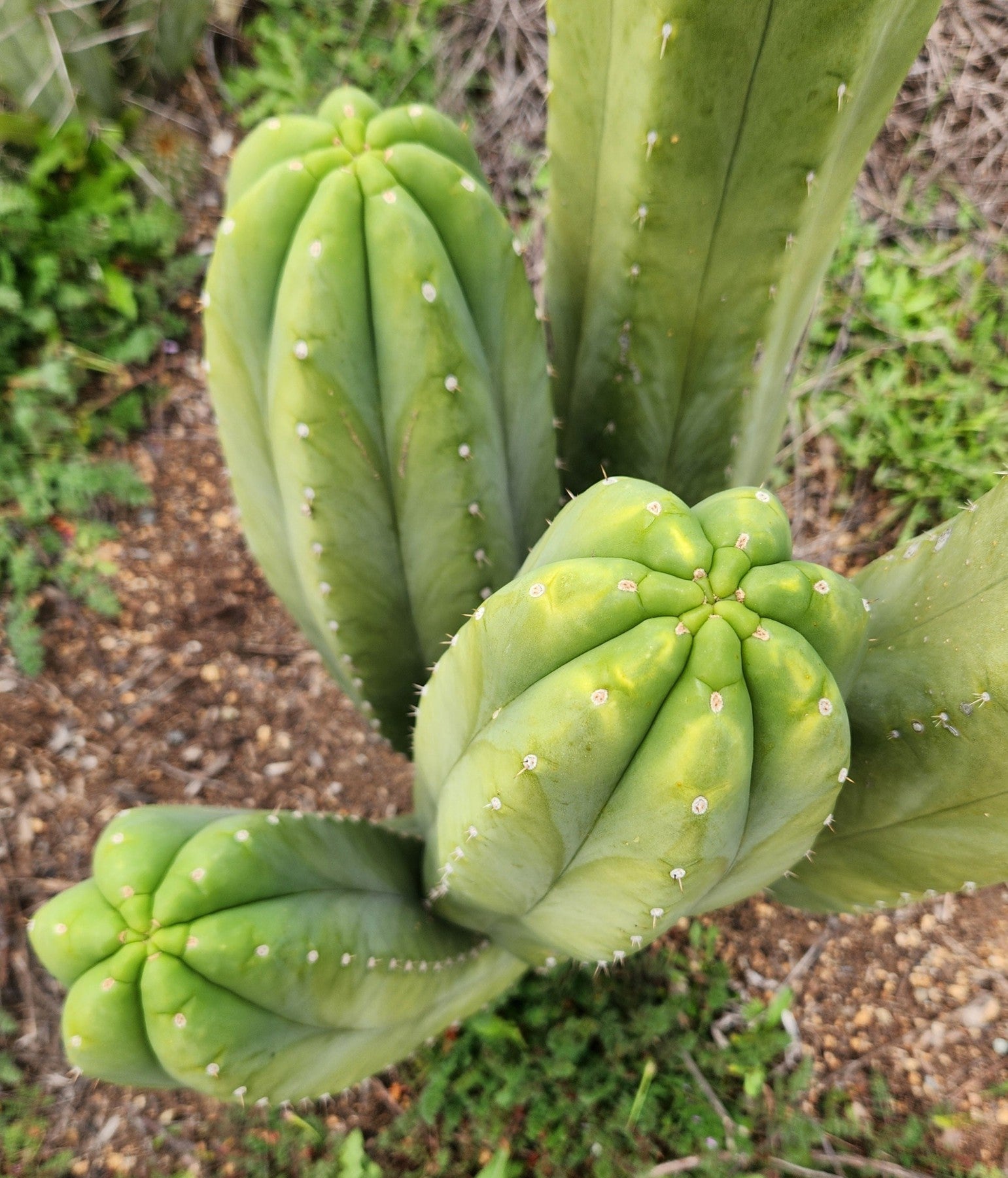 #EC358 EXACT Trichocereus Pachanoi "Pierre" Cactus Cutting 8"-Cactus - Large - Exact-The Succulent Source