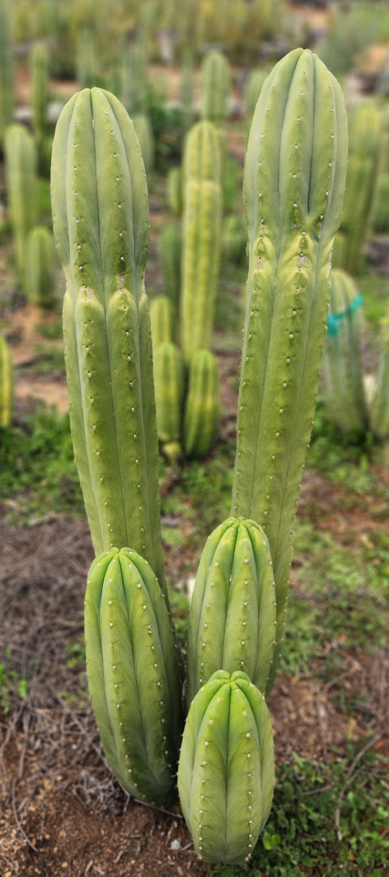 #EC358 EXACT Trichocereus Pachanoi "Pierre" Cactus Cutting 8"-Cactus - Large - Exact-The Succulent Source