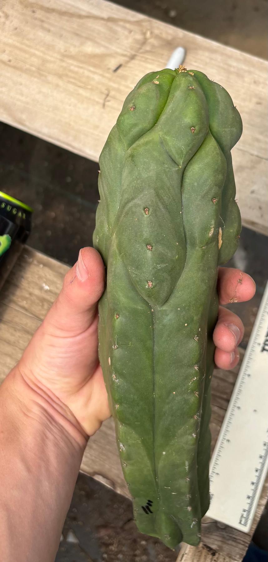 #EC359 EXACT Trichocereus Pachanoi Olivia X Scopulicola “Base”Cactus Cutting 11”-Cactus - Large - Exact-The Succulent Source