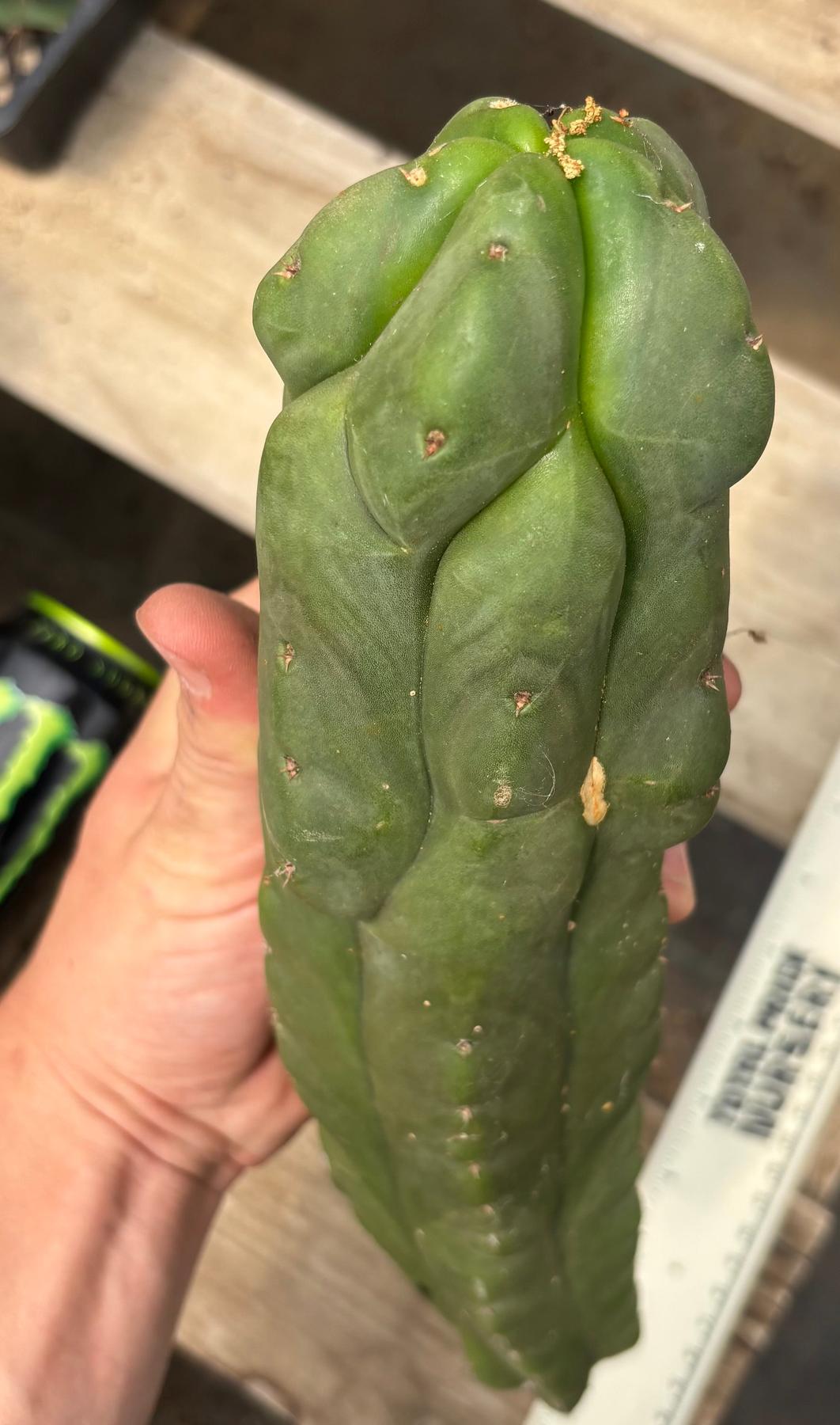 #EC359 EXACT Trichocereus Pachanoi Olivia X Scopulicola “Base”Cactus Cutting 11”-Cactus - Large - Exact-The Succulent Source