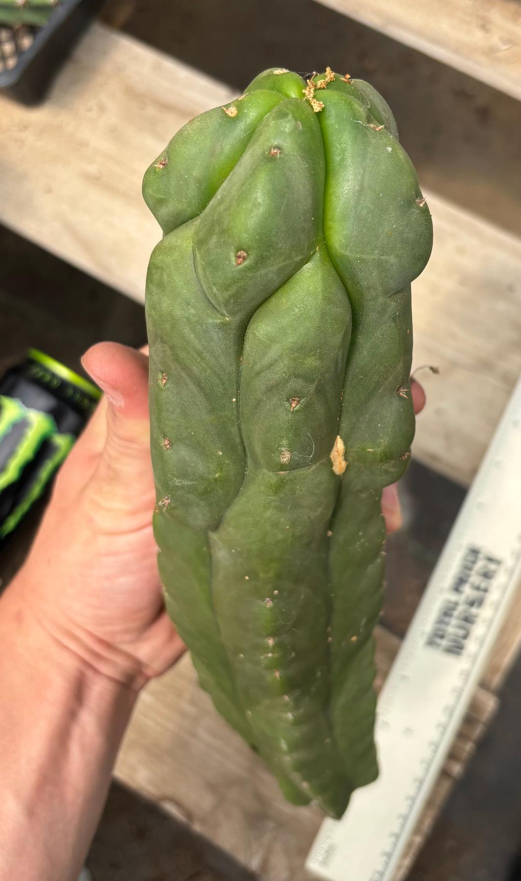 #EC359 EXACT Trichocereus Pachanoi Olivia X Scopulicola “Base”Cactus Cutting 11”-Cactus - Large - Exact-The Succulent Source