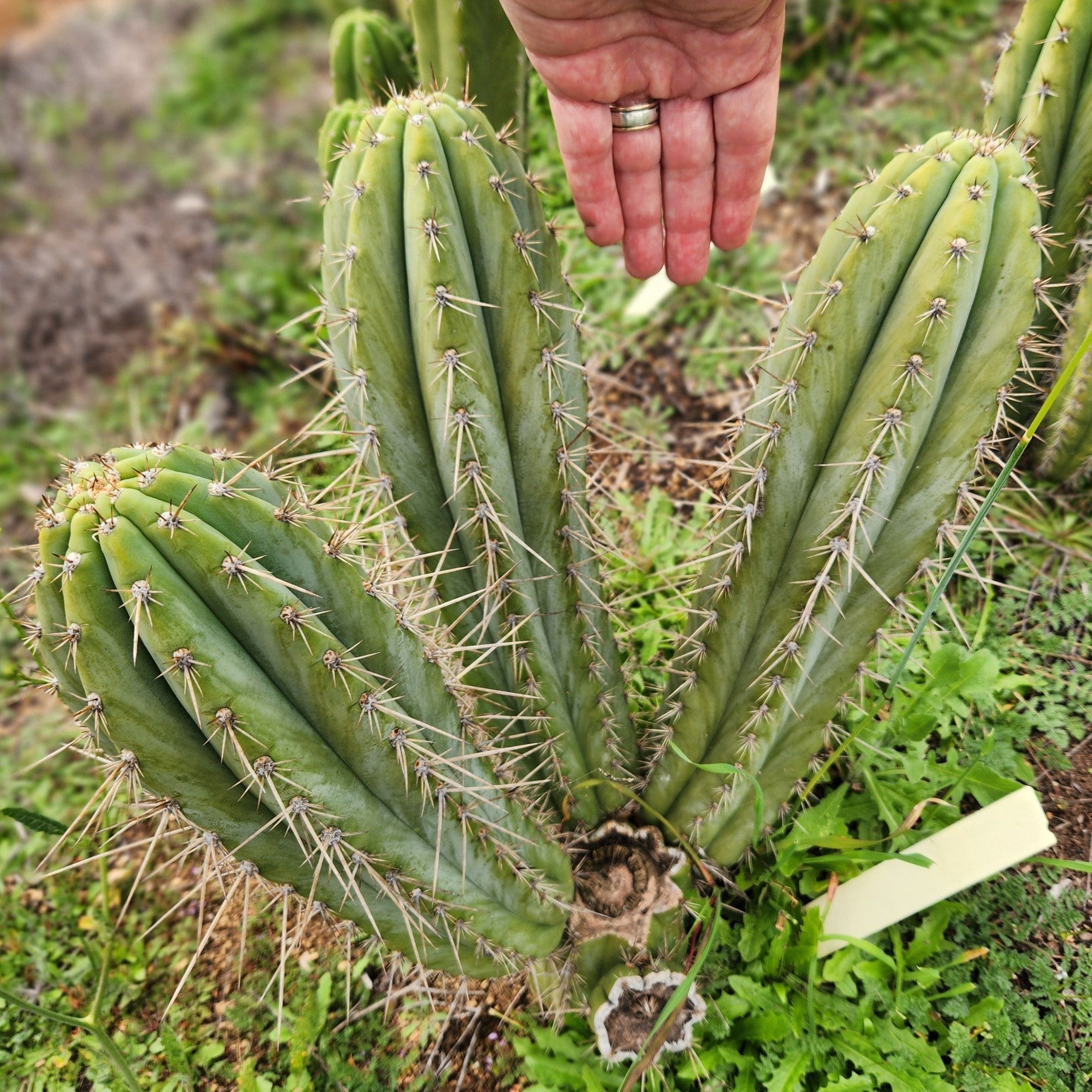 #EC359 EXACT Trichocereus Peruvianus "Jack Straw" Cactus Cutting 8"-Cactus - Large - Exact-The Succulent Source