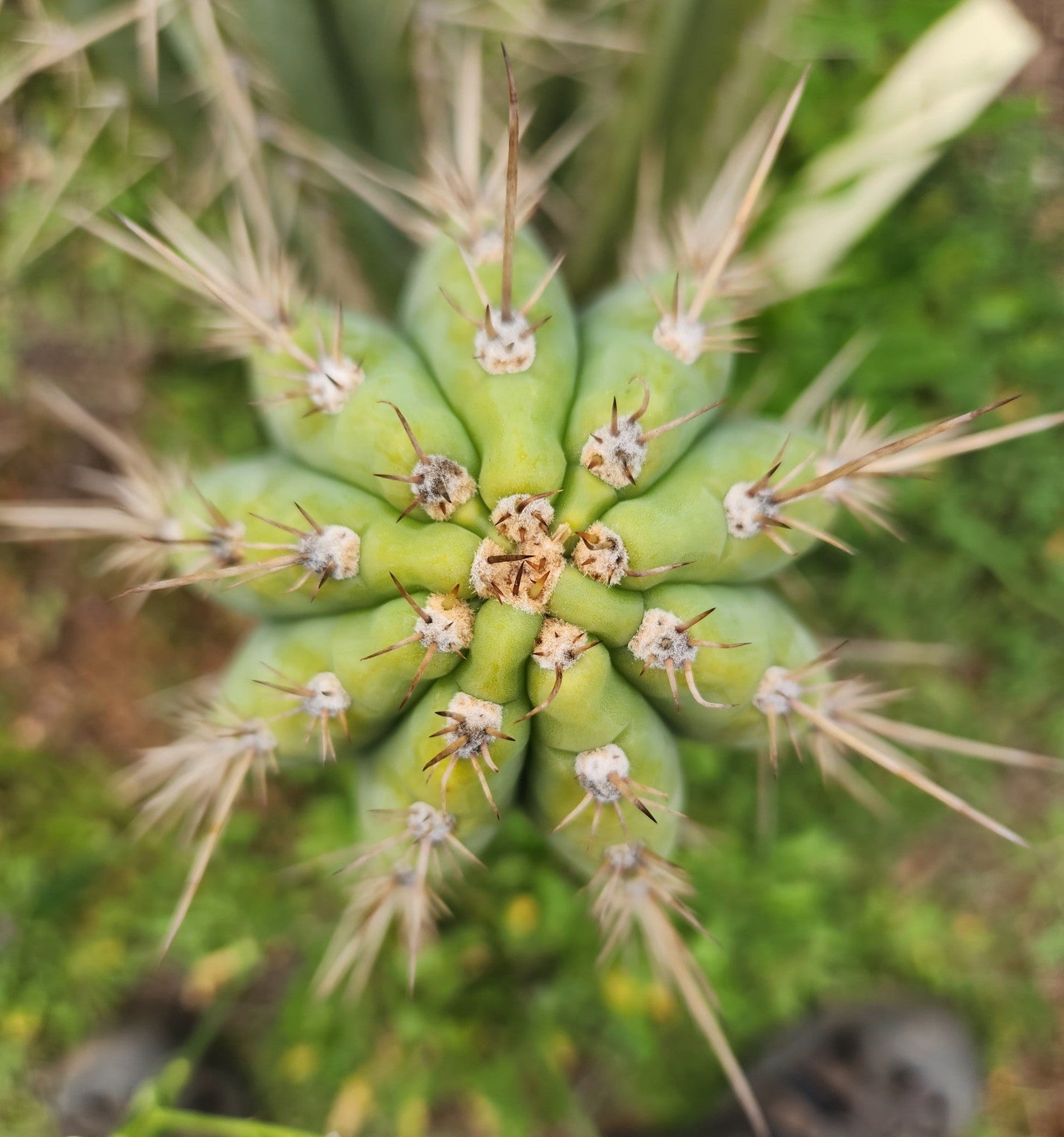 #EC359 EXACT Trichocereus Peruvianus "Jack Straw" Cactus Cutting 8"-Cactus - Large - Exact-The Succulent Source