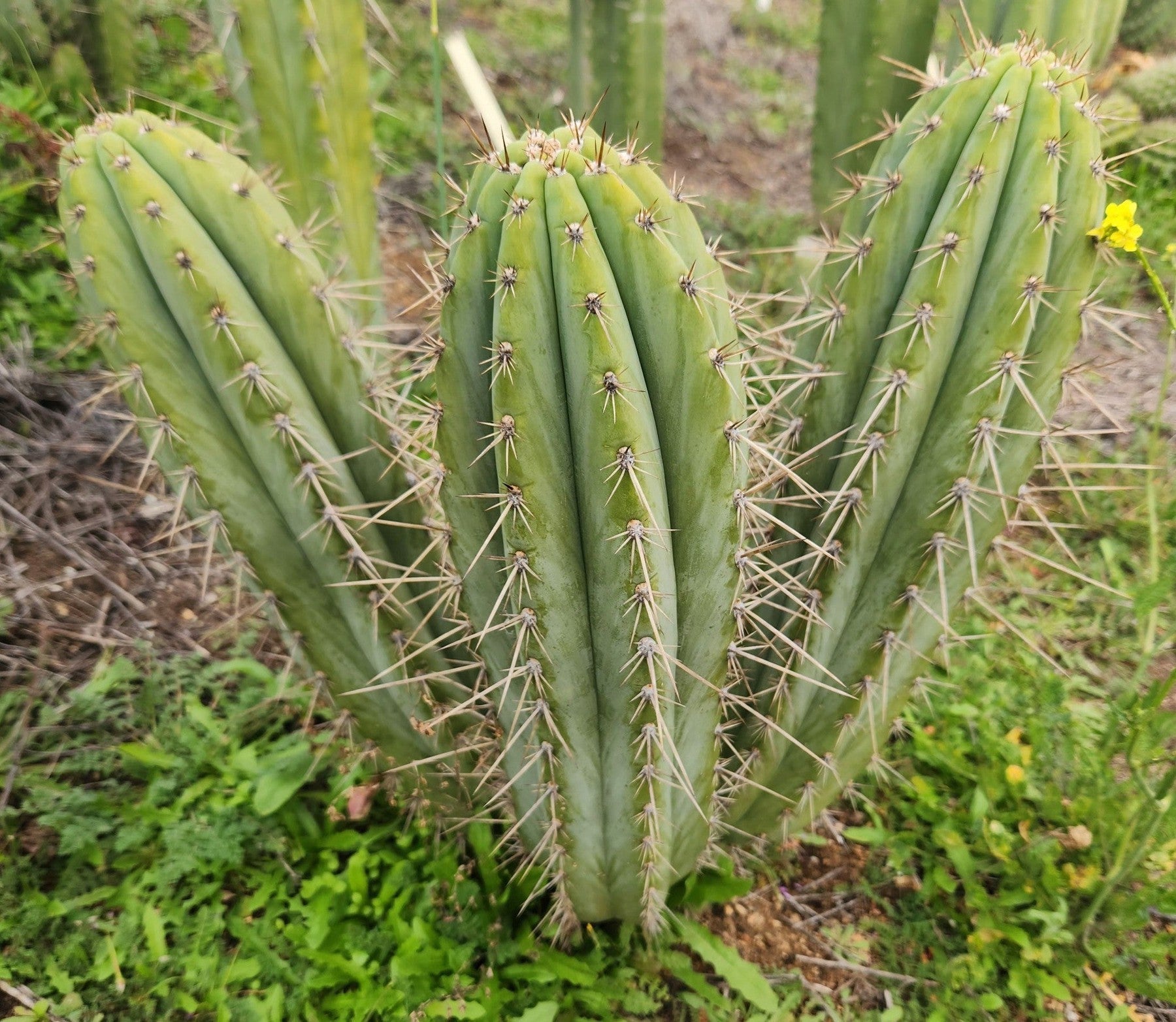 #EC359 EXACT Trichocereus Peruvianus "Jack Straw" Cactus Cutting 8"-Cactus - Large - Exact-The Succulent Source