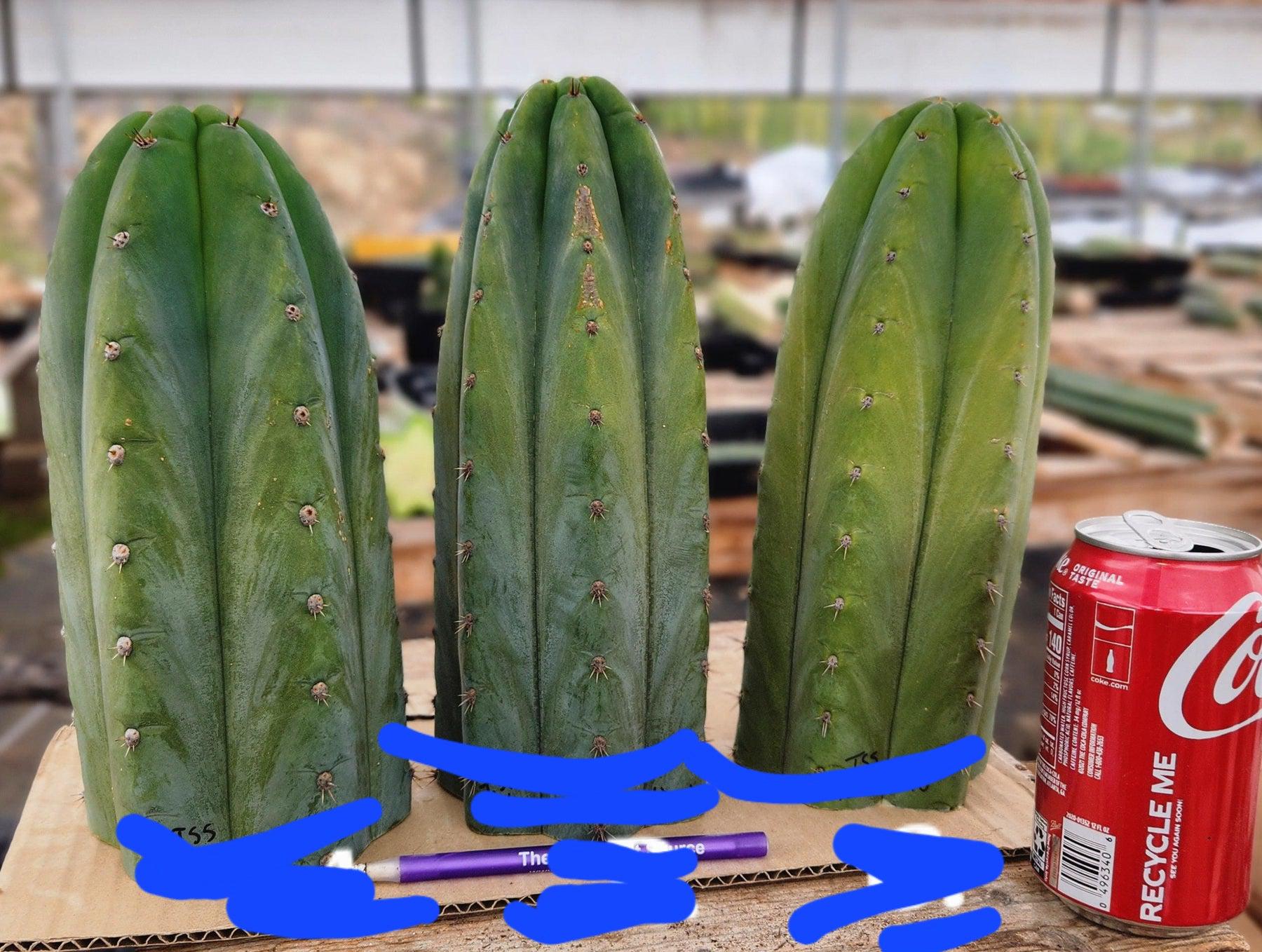 #EC36 EXACT Trichocereus Pachanoi Peruvianus NOID cactus cuttings-Cactus - Large - Exact-The Succulent Source