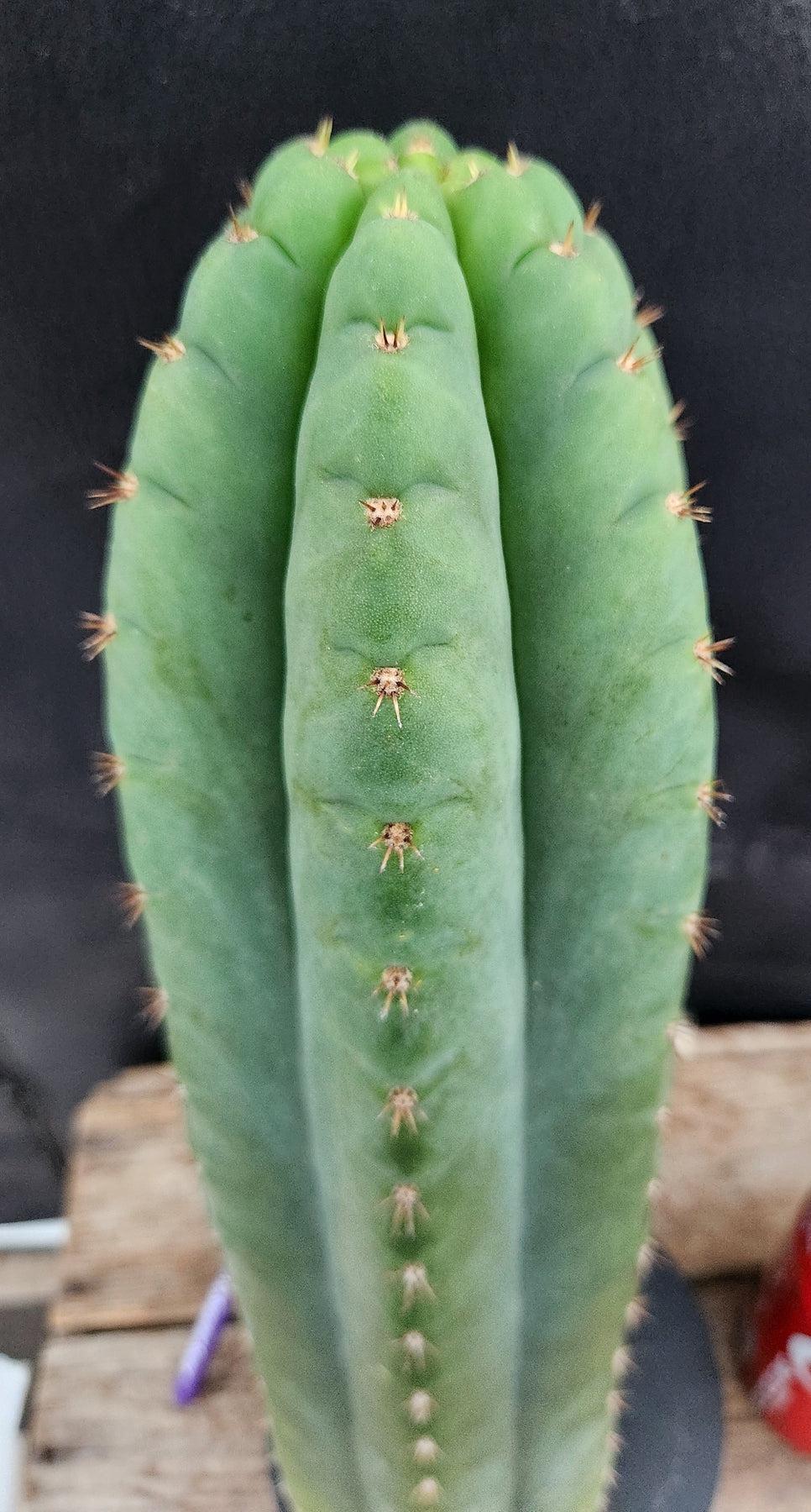 #EC36 EXACT Trichocereus Pachanoi Peruvianus NOID cactus cuttings-Cactus - Large - Exact-The Succulent Source