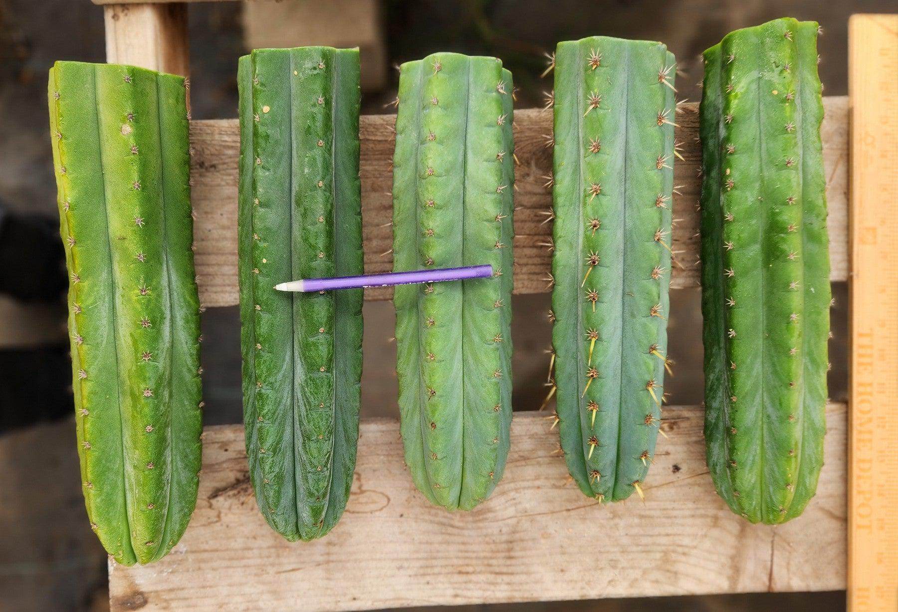 #EC36 EXACT Trichocereus Pachanoi Peruvianus NOID cactus cuttings-Cactus - Large - Exact-The Succulent Source