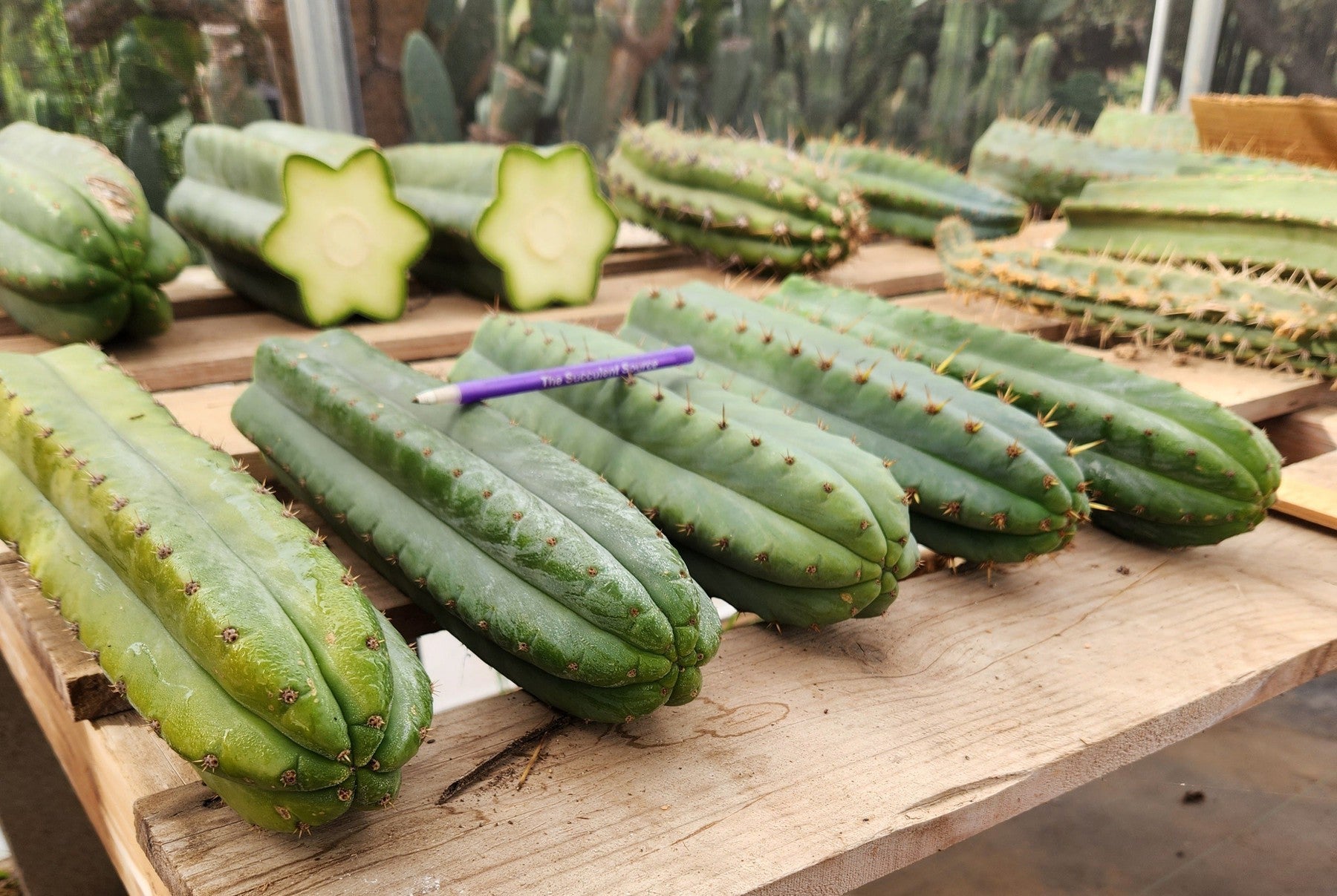 #EC36 EXACT Trichocereus Pachanoi Peruvianus NOID cactus cuttings-Cactus - Large - Exact-The Succulent Source