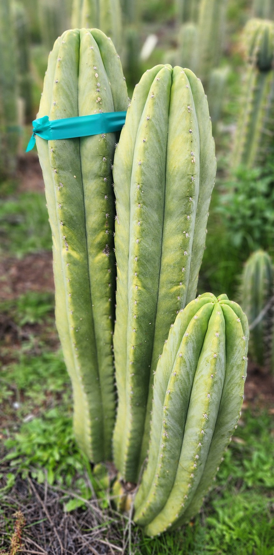 #EC360 EXACT Trichocereus Lost Label Cactus Cutting 8"-Cactus - Large - Exact-The Succulent Source