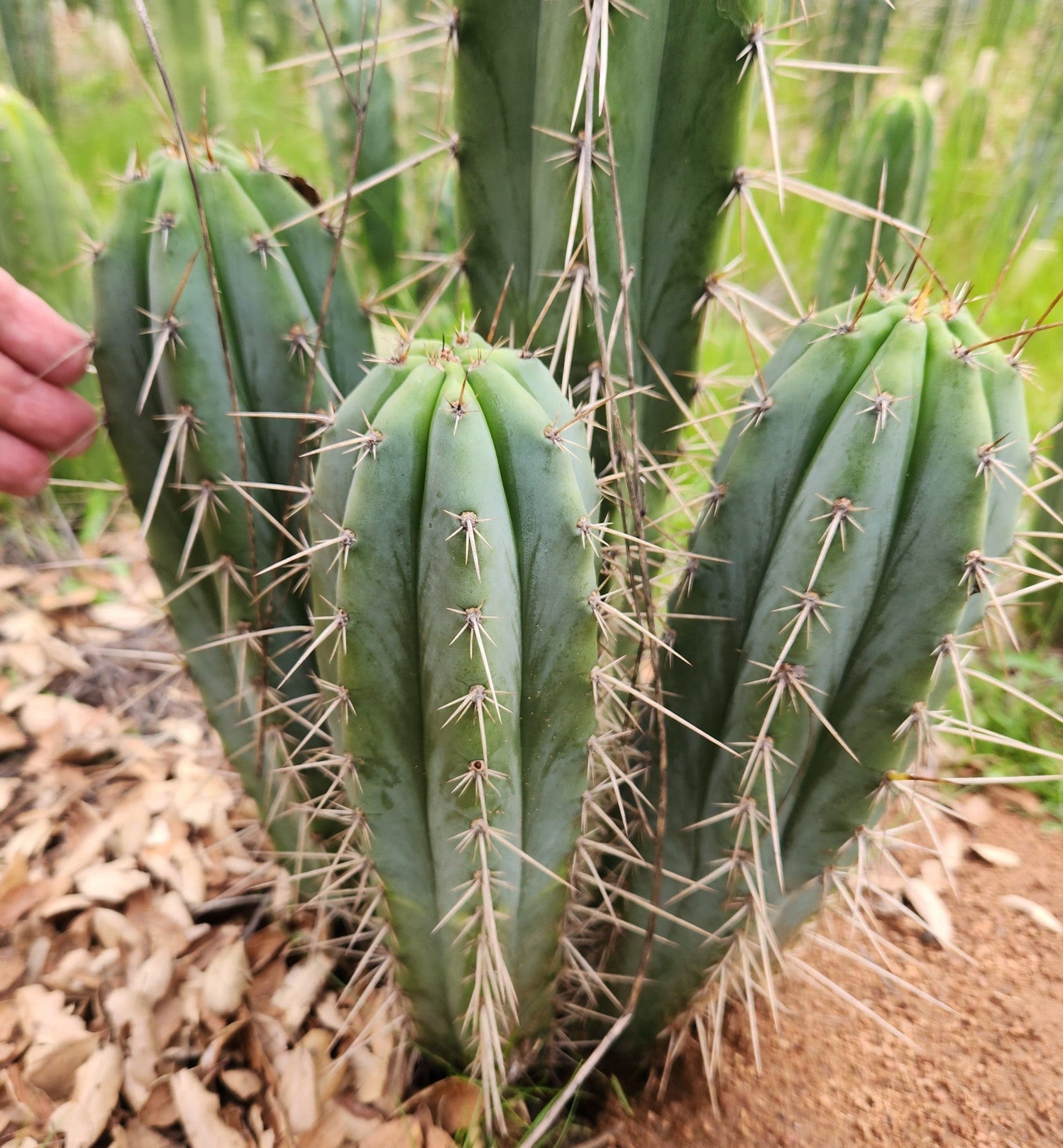 #EC361 EXACT Trichocereus Bridgesii "Susanne" Cactus Cutting 8"-Cactus - Large - Exact-The Succulent Source