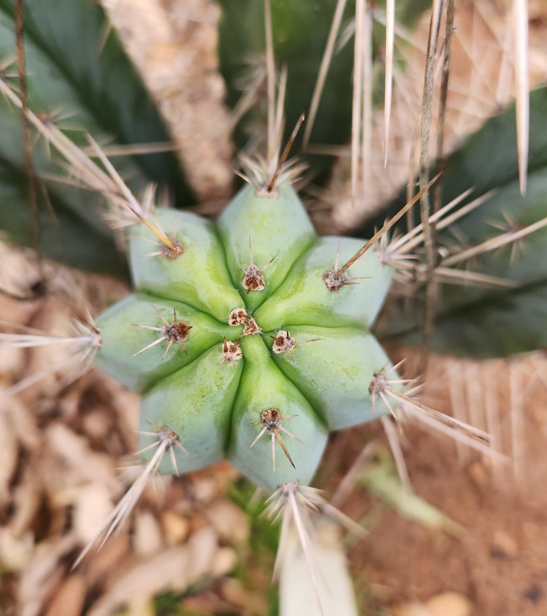 #EC361 EXACT Trichocereus Bridgesii "Susanne" Cactus Cutting 8"-Cactus - Large - Exact-The Succulent Source