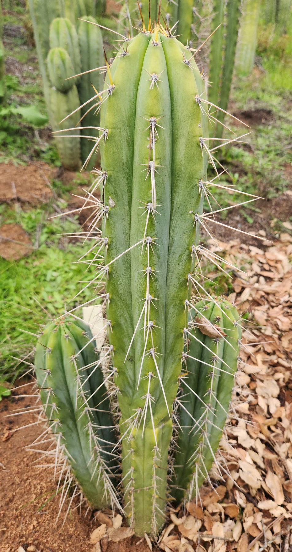 #EC361 EXACT Trichocereus Bridgesii "Susanne" Cactus Cutting 8"-Cactus - Large - Exact-The Succulent Source