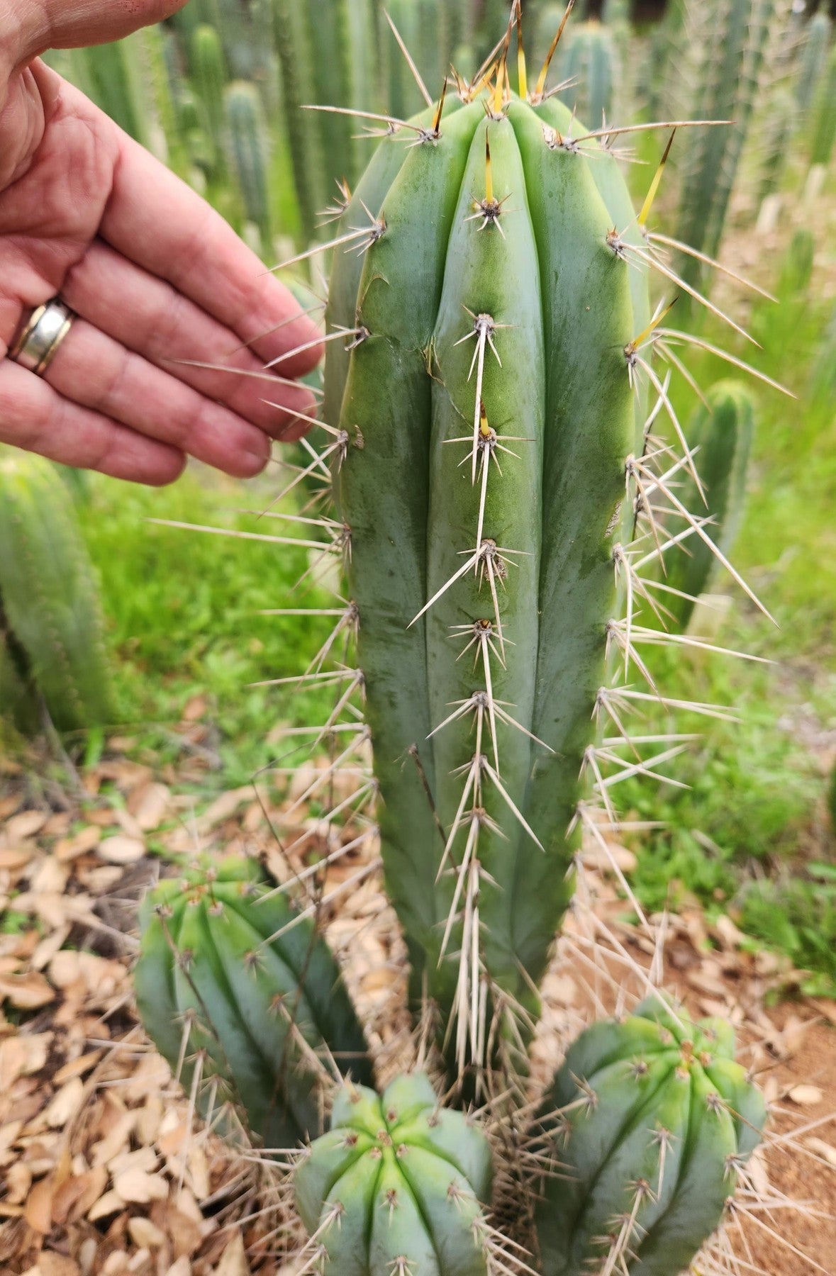 #EC361 EXACT Trichocereus Bridgesii "Susanne" Cactus Cutting 8"-Cactus - Large - Exact-The Succulent Source