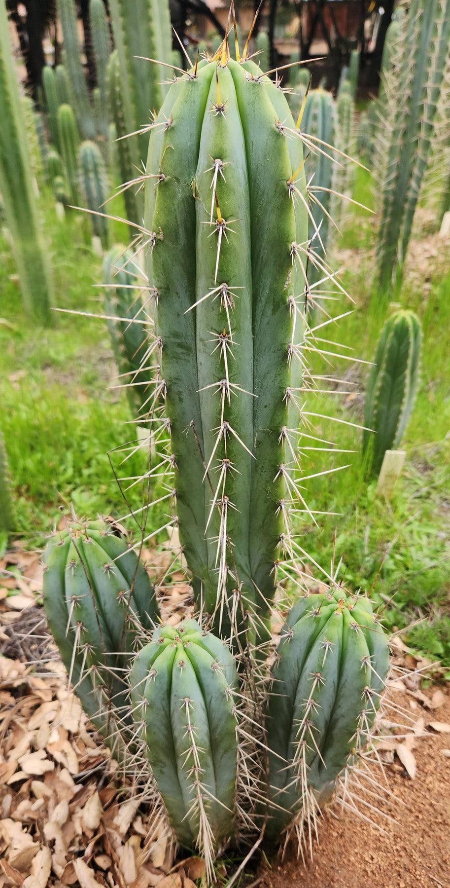 #EC361 EXACT Trichocereus Bridgesii "Susanne" Cactus Cutting 8"-Cactus - Large - Exact-The Succulent Source