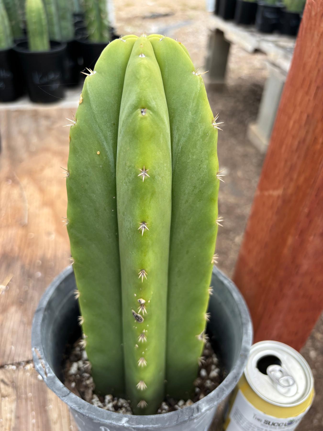 #EC362 EXACT Trichocereus hybrid Pachanoi Jessica X Scop Cactus 11”-Cactus - Large - Exact-The Succulent Source