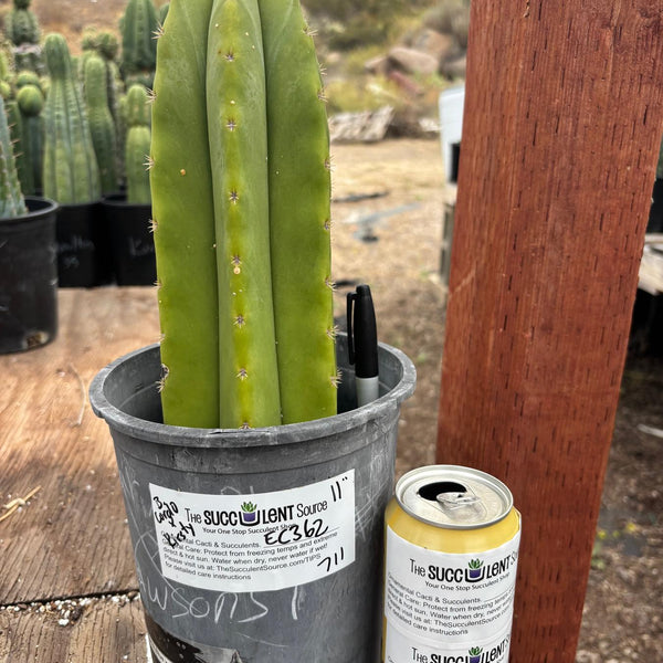 サンヨー Cacti San Pedro Cactus for Sale Trichocereus - #EC362 EXACT Trichocereus