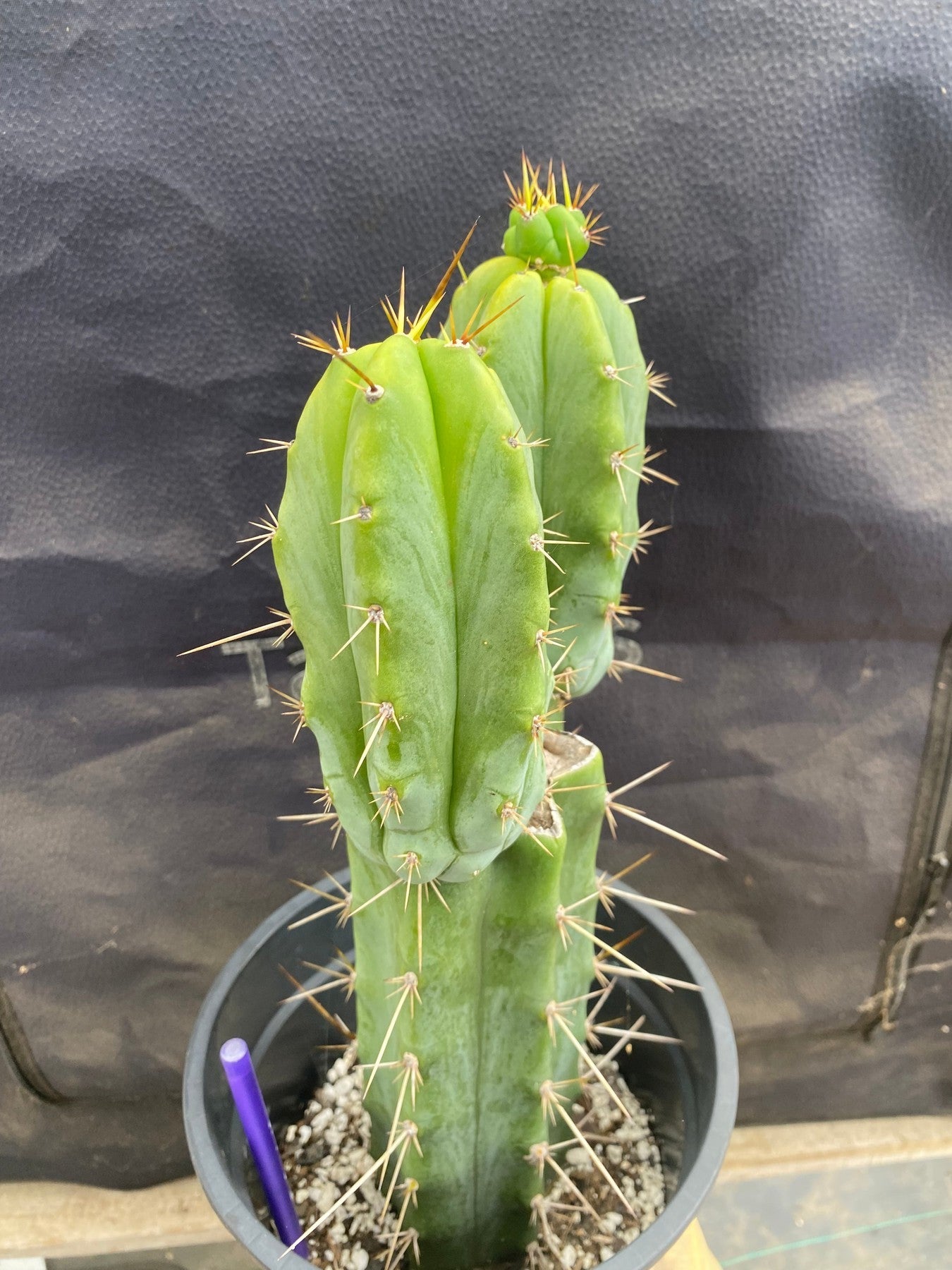 #EC362 EXACT Trichocereus hybrid Bridgesii Eileen X SS02 Cactus 14"-Cactus - Large - Exact-The Succulent Source