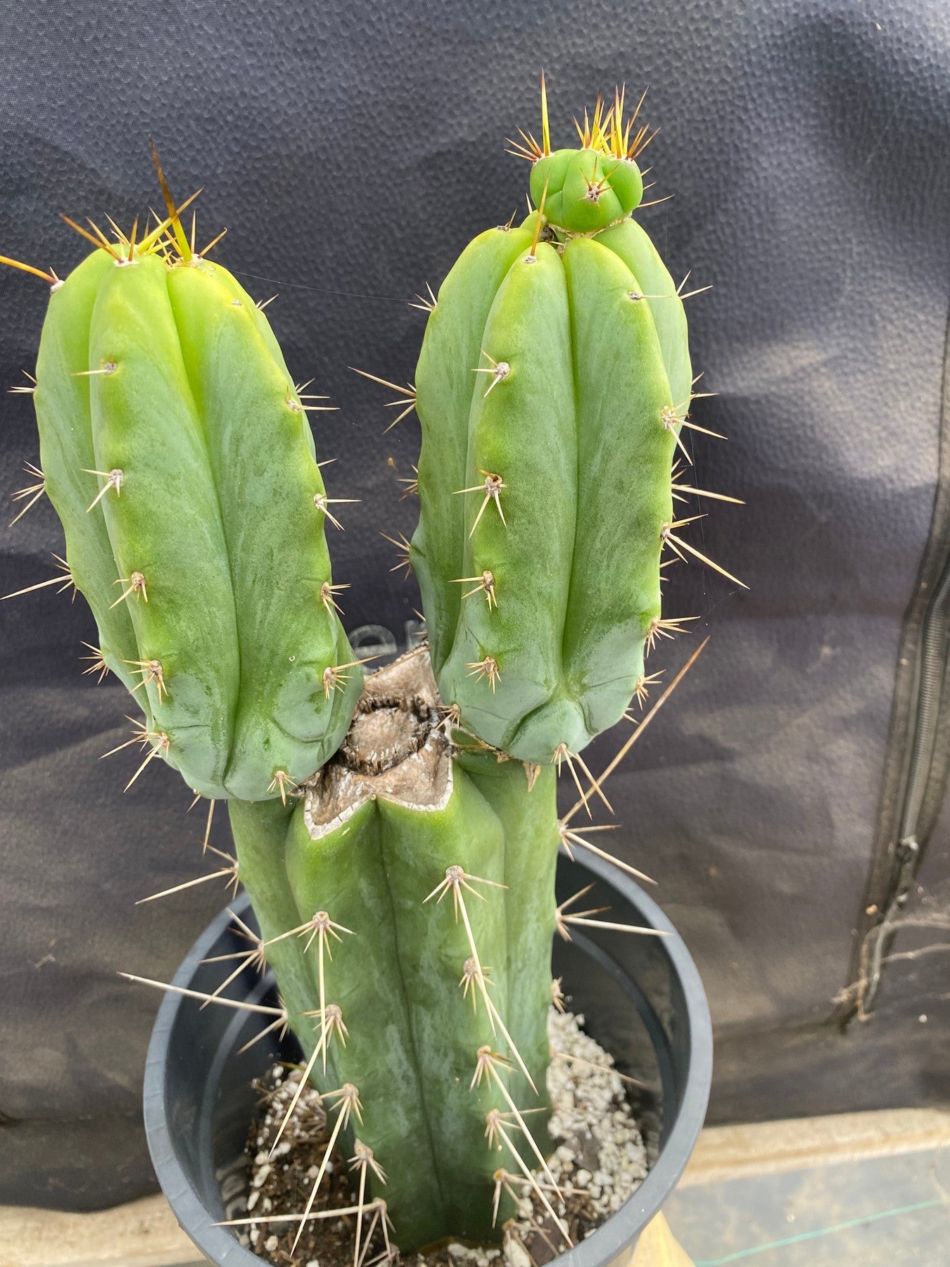 #EC362 EXACT Trichocereus hybrid Bridgesii Eileen X SS02 Cactus 14"-Cactus - Large - Exact-The Succulent Source