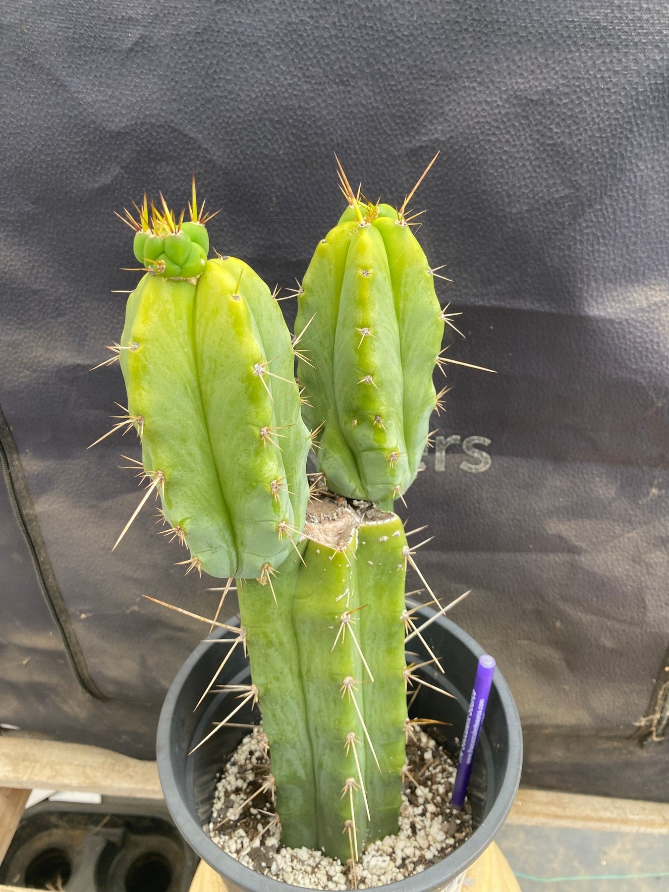 #EC362 EXACT Trichocereus hybrid Bridgesii Eileen X SS02 Cactus 14"-Cactus - Large - Exact-The Succulent Source