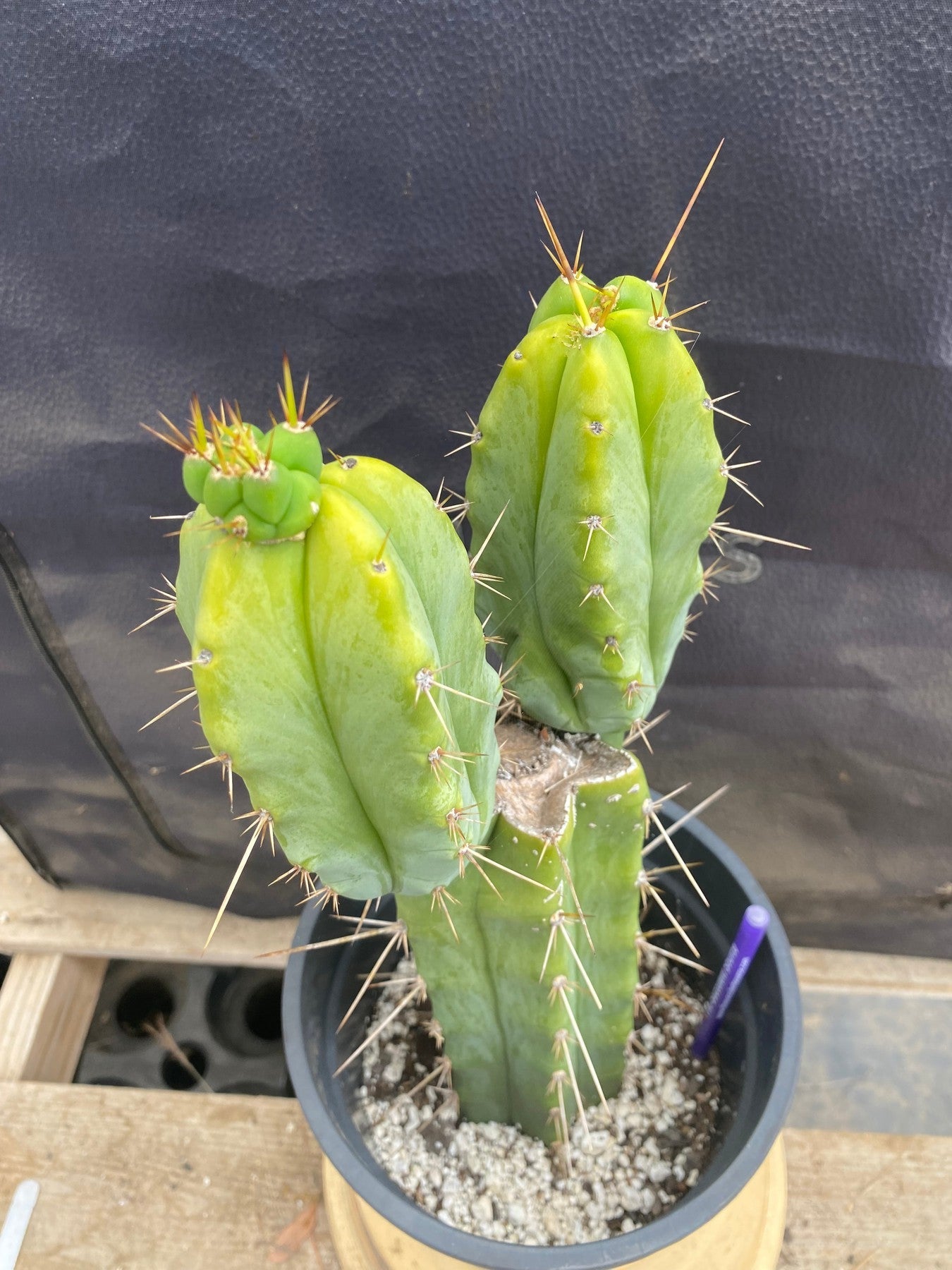 #EC362 EXACT Trichocereus hybrid Bridgesii Eileen X SS02 Cactus 14"-Cactus - Large - Exact-The Succulent Source