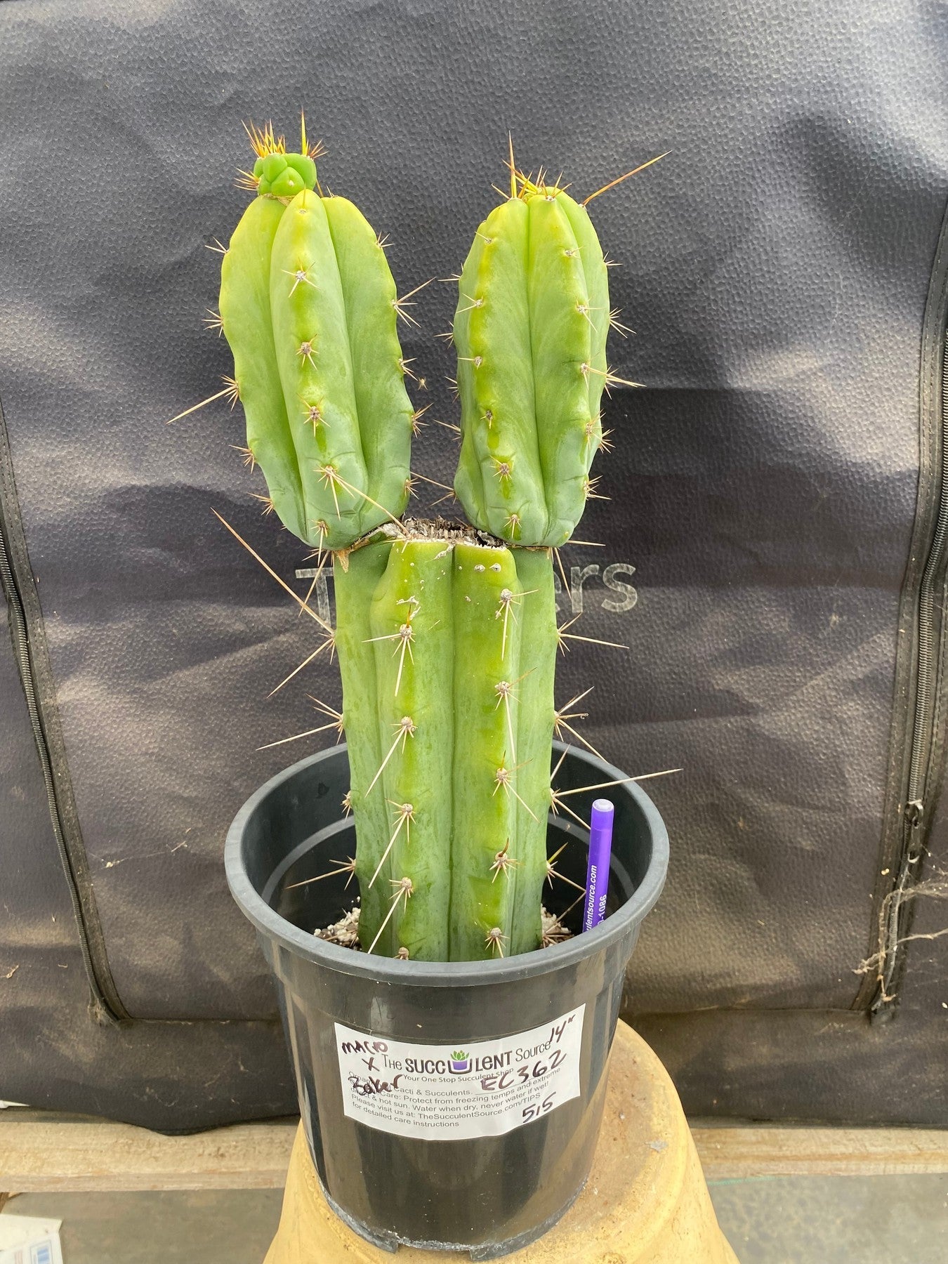 #EC362 EXACT Trichocereus hybrid Bridgesii Eileen X SS02 Cactus 14"-Cactus - Large - Exact-The Succulent Source