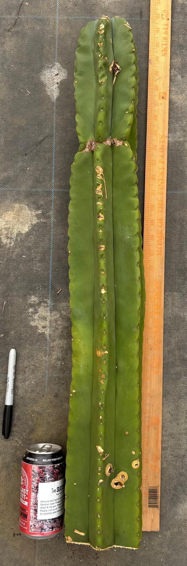 #EC363 EXACT Helon X MSS Cactus cutting 31”-Cactus - Large - Exact-The Succulent Source