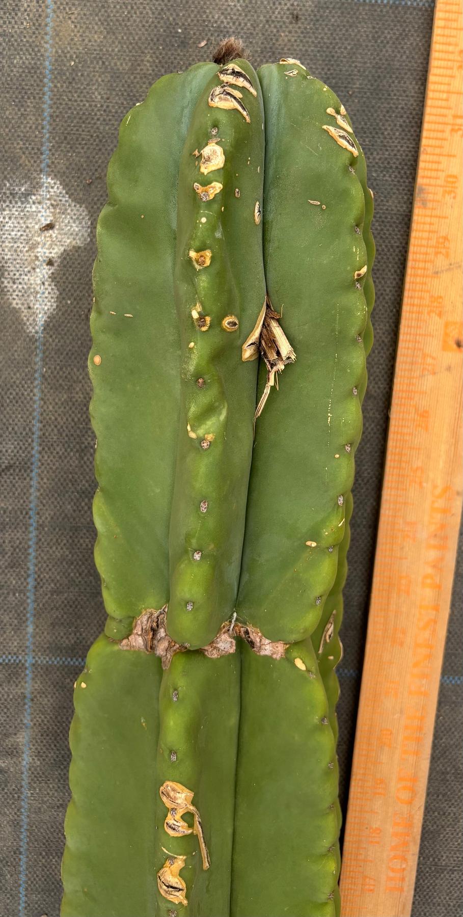 #EC363 EXACT Helon X MSS Cactus cutting 31”-Cactus - Large - Exact-The Succulent Source