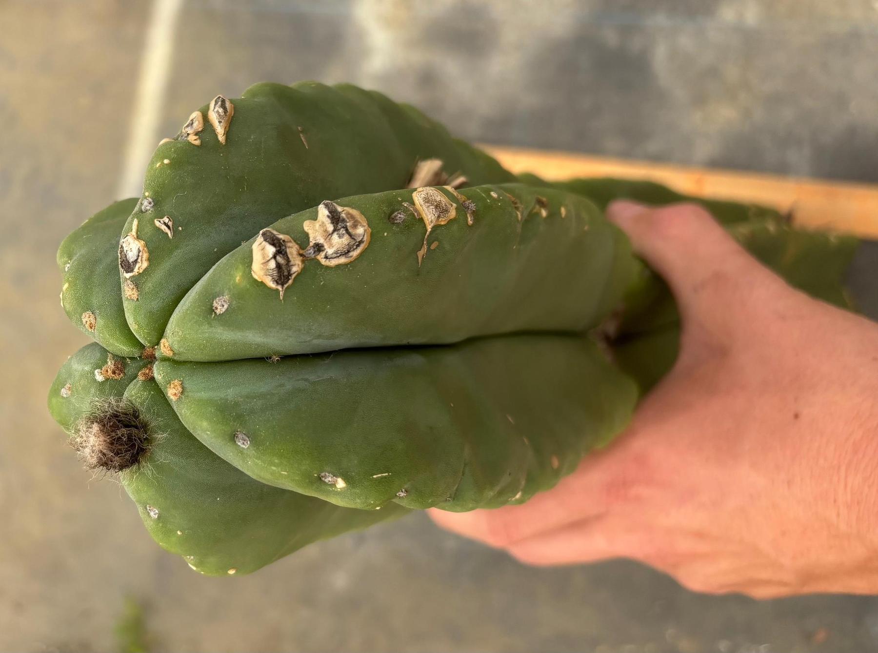 #EC363 EXACT Helon X MSS Cactus cutting 31”-Cactus - Large - Exact-The Succulent Source