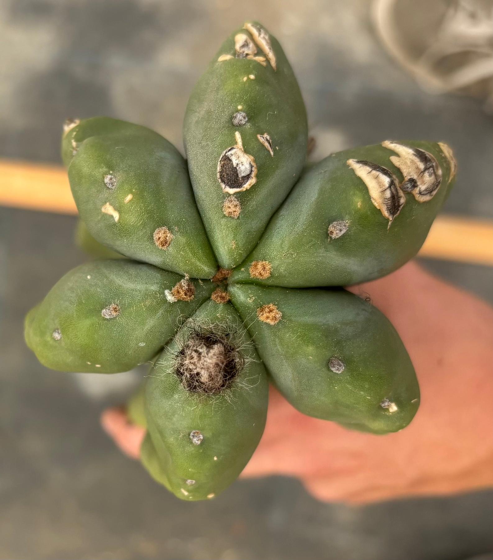 #EC363 EXACT Helon X MSS Cactus cutting 31”-Cactus - Large - Exact-The Succulent Source