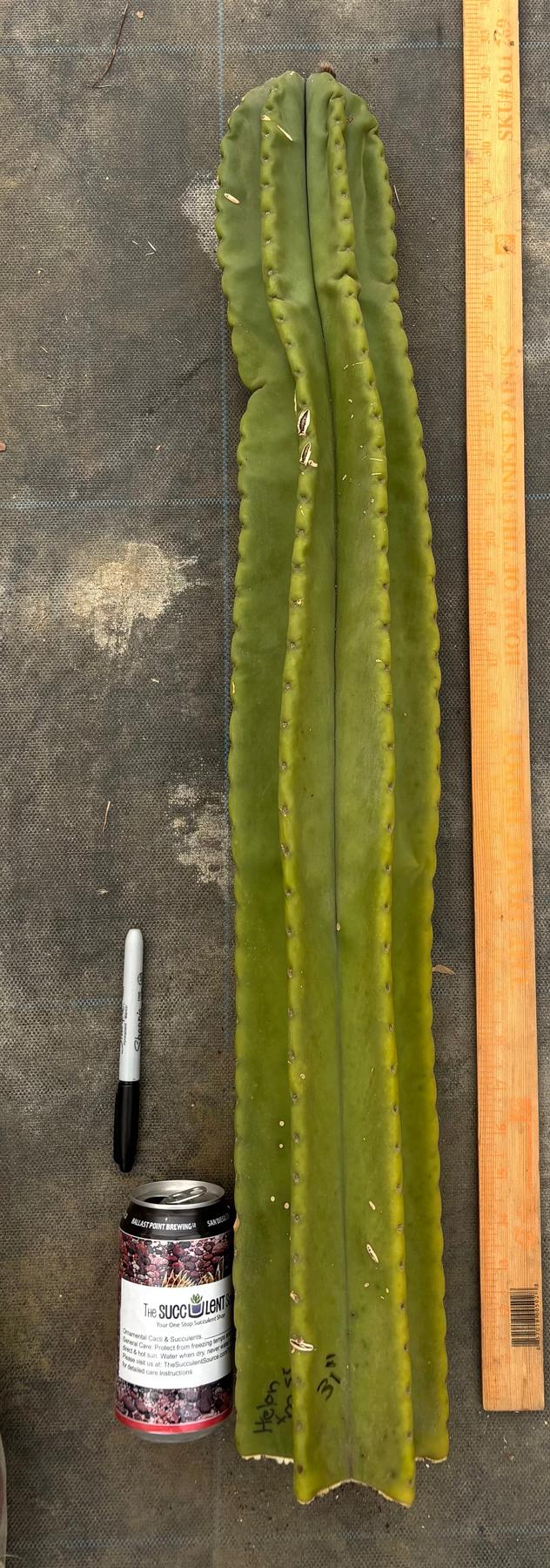 #EC363 EXACT Helon X MSS Cactus cutting 31”-Cactus - Large - Exact-The Succulent Source