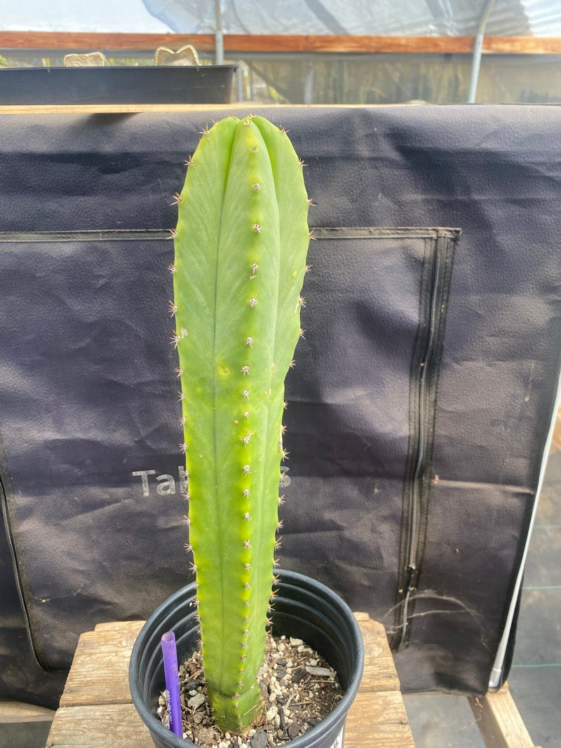 #EC363 EXACT Trichocereus hybrid Peruvianus LumberJack X Malo4 Cactus 16”