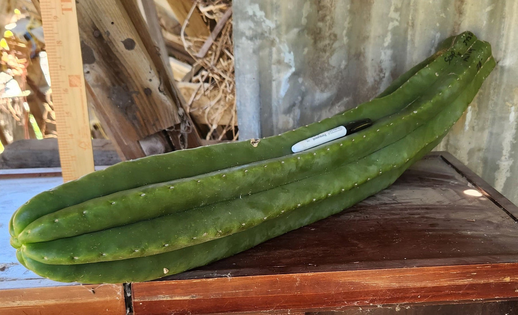 #EC363 EXACT Trichocereus hybrid Scopulicola X Malo4 Cactus 28”-Cactus - Large - Exact-The Succulent Source