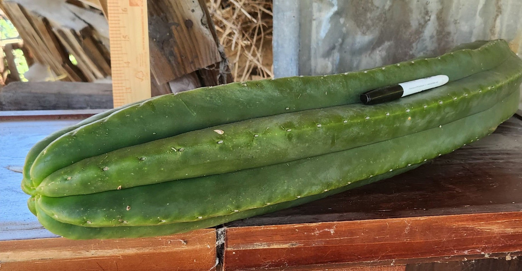 #EC363 EXACT Trichocereus hybrid Scopulicola X Malo4 Cactus 28”-Cactus - Large - Exact-The Succulent Source