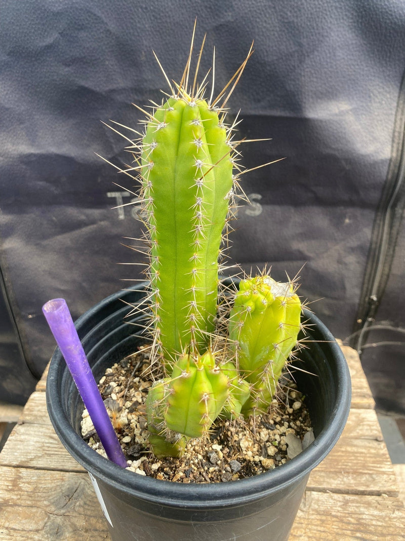 #EC364 EXACT Trichocereus  Lost Label Cactus 7.5”